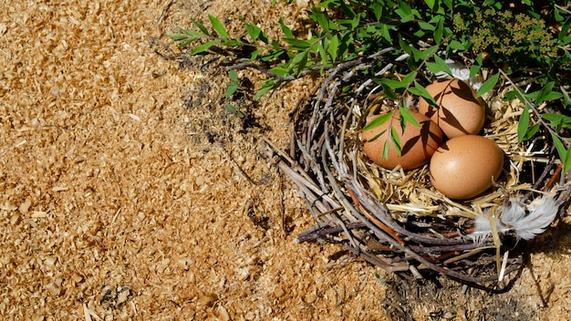 eggs in the nest under the branches. background with eggs in the nest in nature