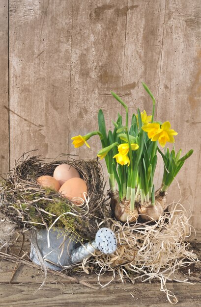 Foto uova nel nido con narcisi