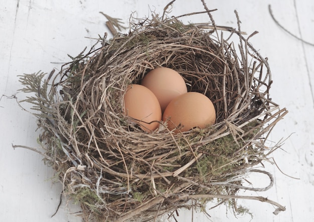 Eggs in nest 