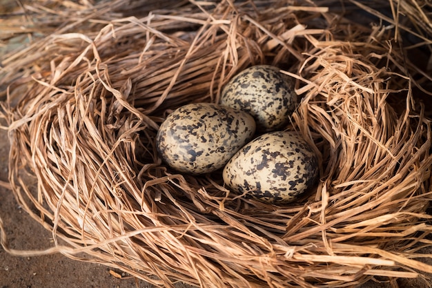 eggs in the nest