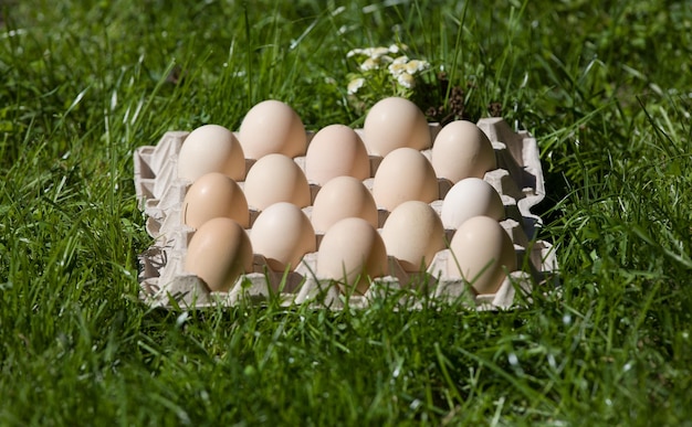 Photo eggs in a package on the grass