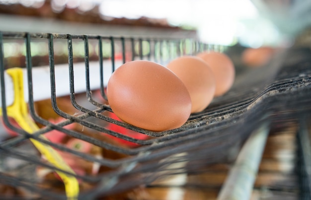 トレイの卵。鶏の卵と鶏は、農場の背景で食べ物を食べる。