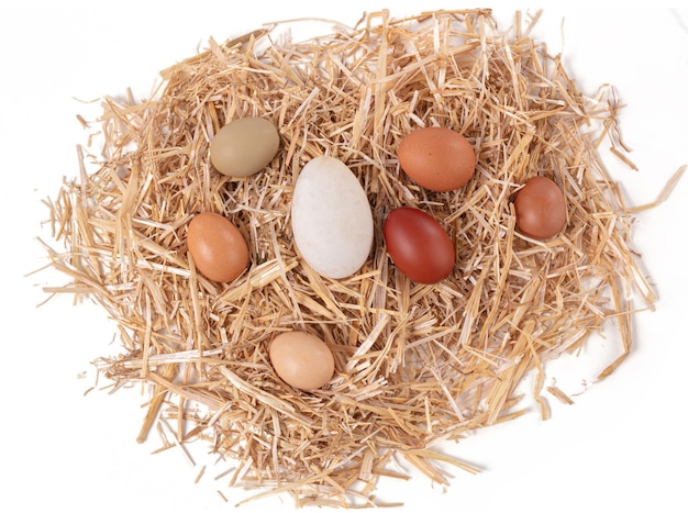 Eggs of various sizes and colors with straw on a white background