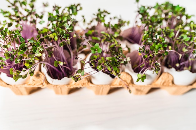 eggshell with microgreens tray