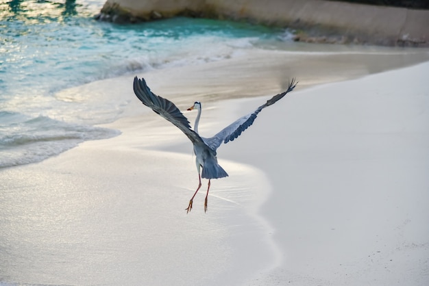 Egret on the beach in ADAARAN Prestige Vadoo, Maldives