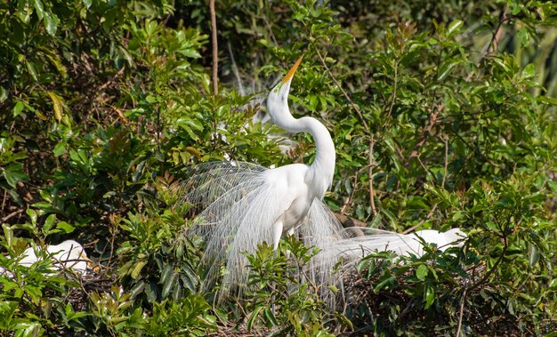 Egret, beautiful and huge nest of herons in Brazil. Selective focus.