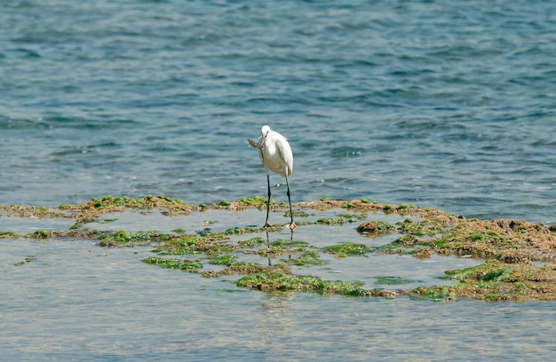 Egret caught fish in the sea