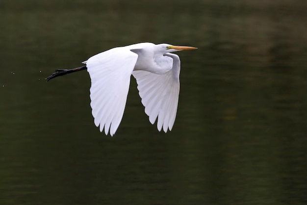 Photo egret flying over lake in egypt