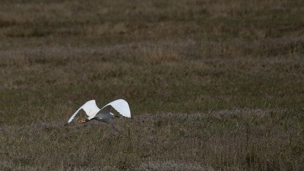 Egret flying over marshes