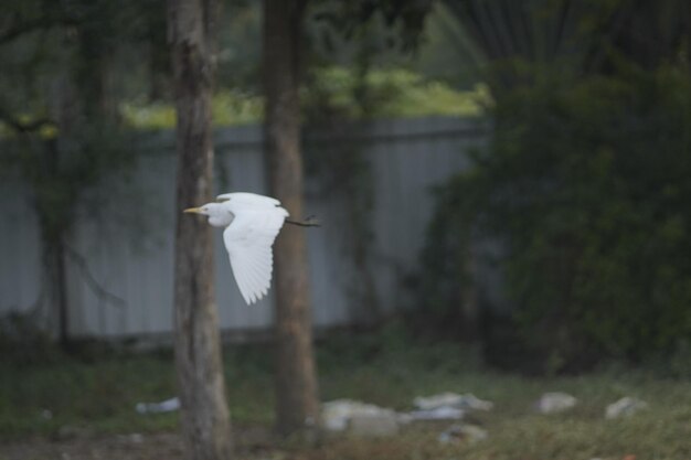 Photo egret flying