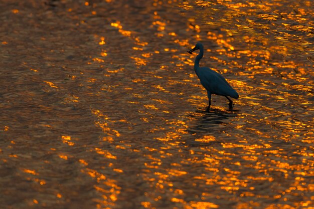 Garzetta alla luce dorata, garzetta che preda i pesci nel fiume alla luce dorata del tramonto,