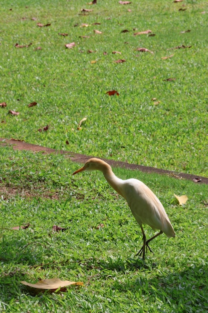 An egret grazing in the meadows