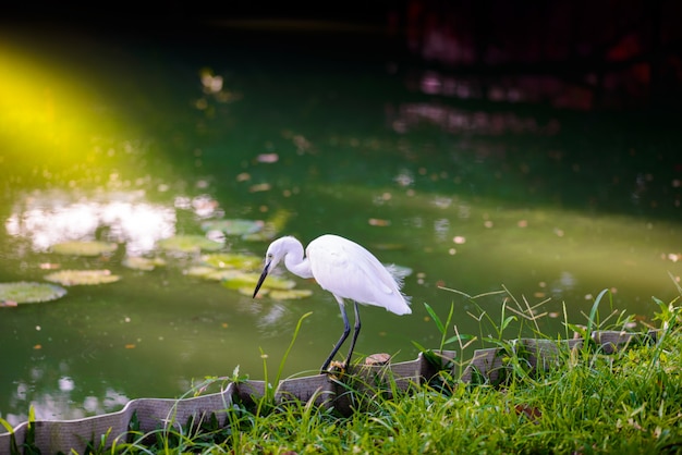 Egret Hunting for Fish