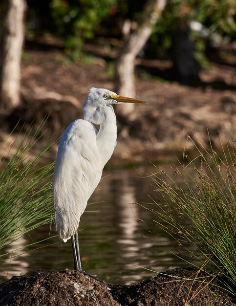 Photo egret in lake on sunny day