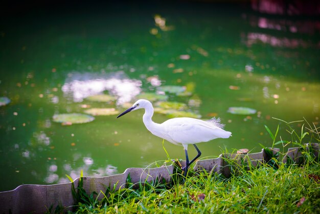 Egret op jacht naar vis