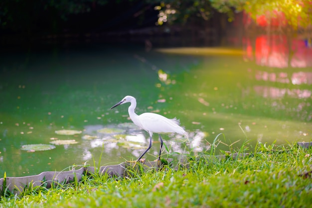 Egret op jacht naar vis