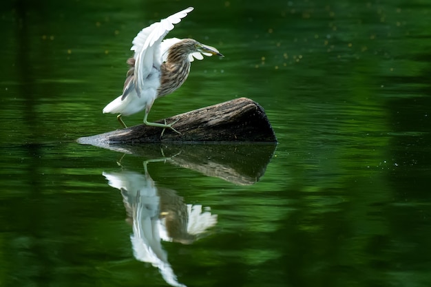 Egret perched on a branch in the middle of the water.