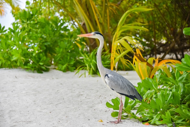 ADAARAN 섬, 몰디브에서 해변을 걷고 백로