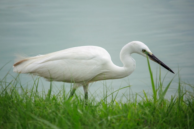 Egret walking on the water.