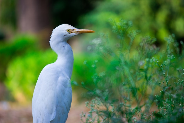 Egret