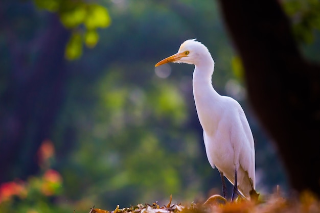 Egret