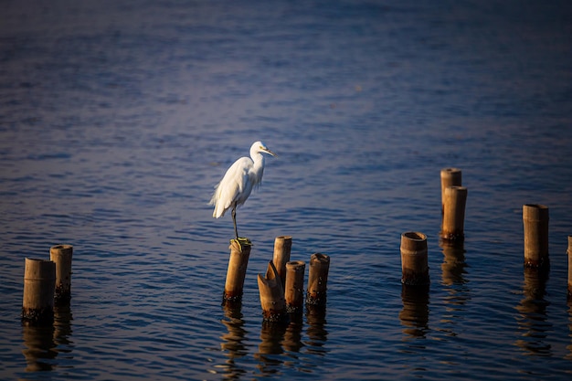 Egrets are on a pole in the water