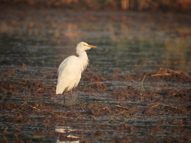 Photo egrets foraging in the fields