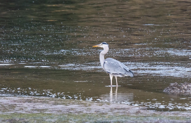 egrets and grey heron feed on the Eo estuary