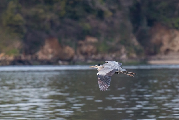 egrets and grey heron feed on the Eo estuary