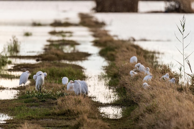 Egrets verzamelen zich in een stedelijk wetland bij zonsondergang