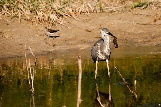 Egretta garzetta - De kleine zilverreiger is een soort van pelecaniforme vogel in de familie Ardeidae.