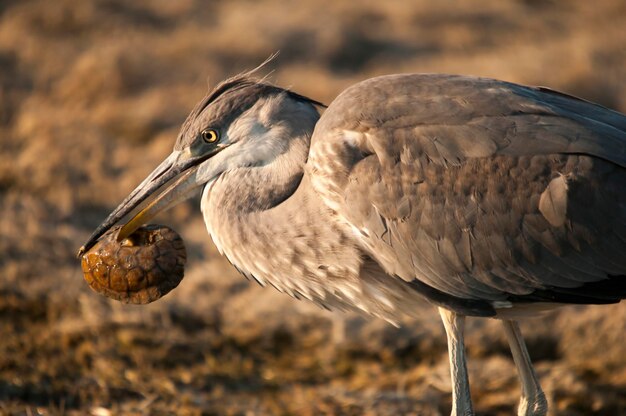 Egretta garzetta - De kleine zilverreiger is een soort van pelecaniforme vogel in de familie Ardeidae.