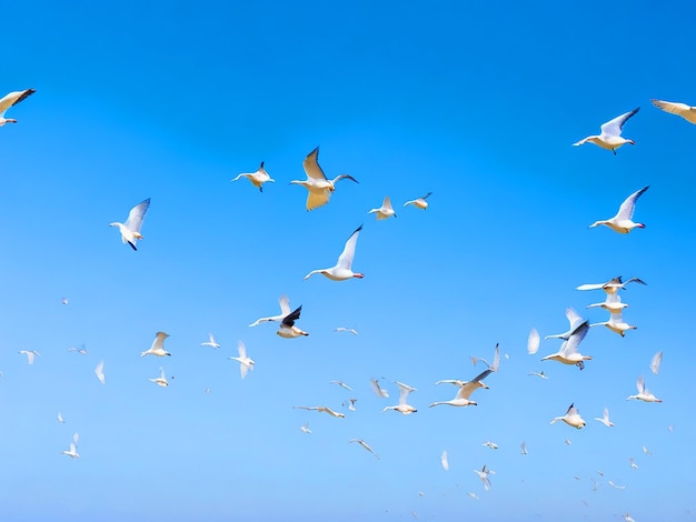 Egretta gazette birds flying in rows in the sky