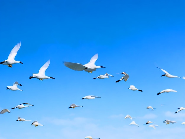 Photo egretta gazette birds flying in rows in the sky