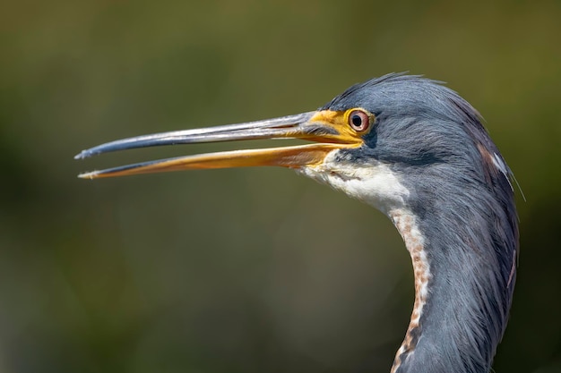 egretta