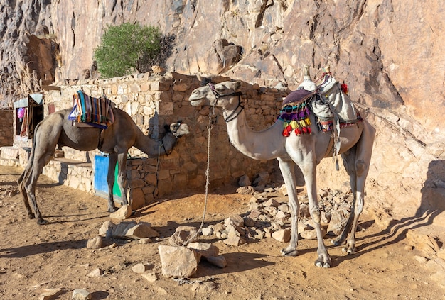 Egypt, camels among the Sinai mountains, beautiful landscape