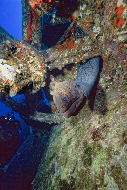 EGYPT, Red Sea, a tropical moray ill inside a sunken wreck