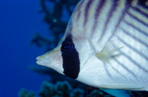 Egypt, Red Sea, U.W. photo, tropical fish