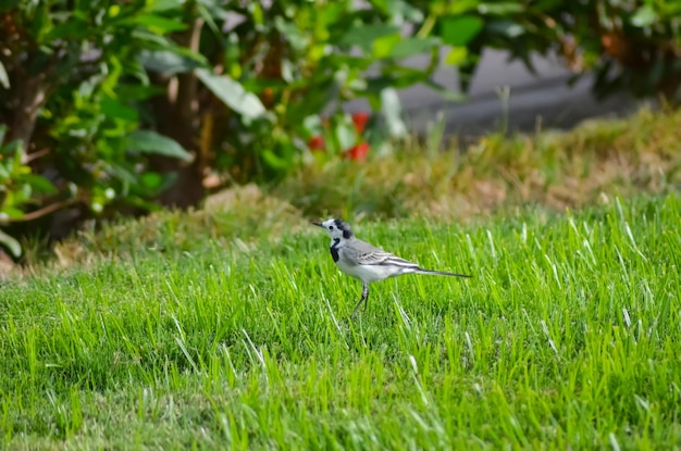 Egypt white bird on a green meadow