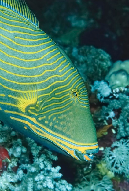 EGYPTE, Sharm El Sheikh, Rode Zee, UW foto, tropische papegaaivis (Scarus vetula) - FILM SCAN