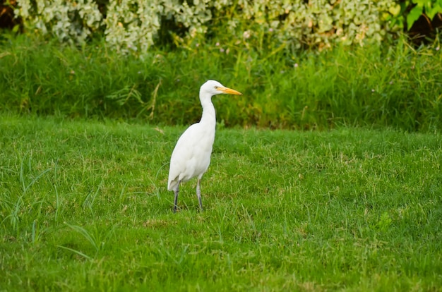 Egypte witte vogel op een groene weide