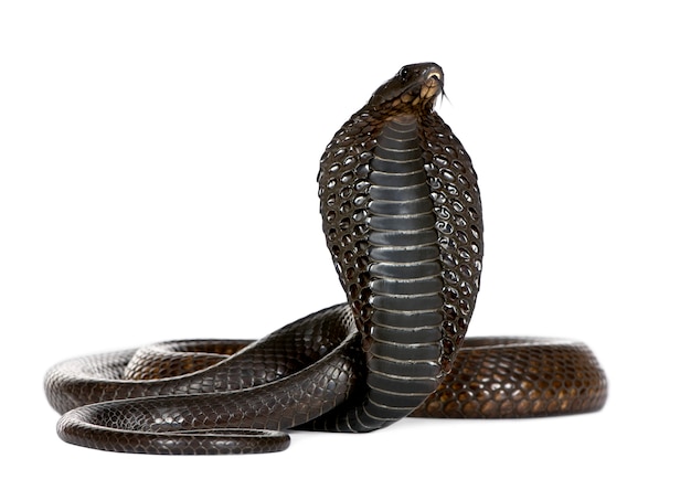 Photo egyptian cobra, naja haje isolated