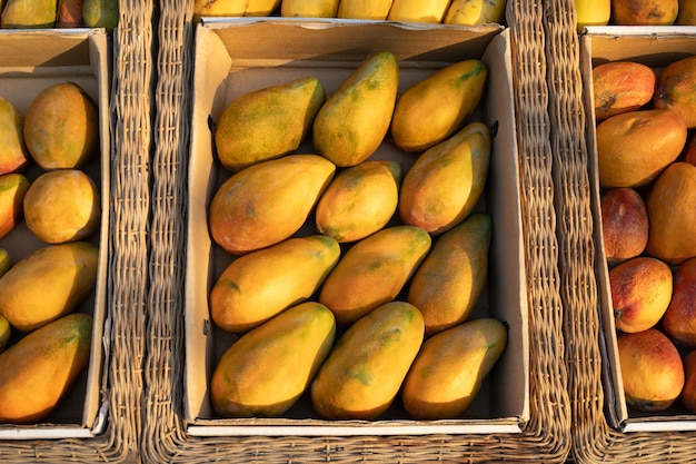 Egyptian fresh raw organic yellow mango in box at outdoor farmers market vegan food and healthy nutr...