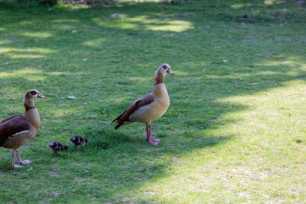 Egyptian geese family in a park