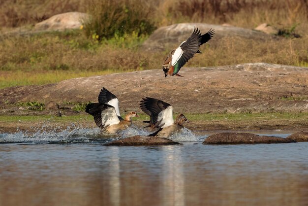 Photo egyptian goose alopochen aegyptiaca birds in its natural environment