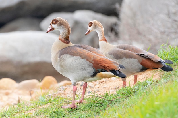 エジプトガチョウ (Alopochen aegyptiaca) ケープタウン、南アフリカ共和国