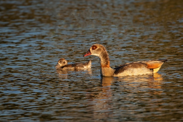 Egyptian goose. Birds in its natural environment.