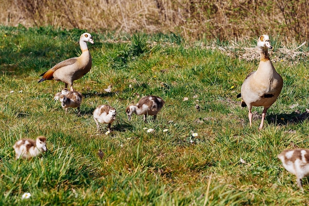 Egyptian goose family in the wild The female male and goslings of the Egyptian goose are resting in the grass Adult goose with goslings Spring brood Cute goslings