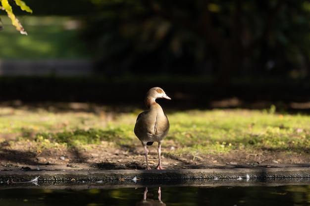 Egyptian goose in the green park standing near the pond