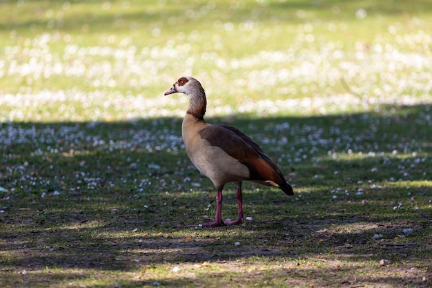 写真 公園のエジプトのガチョウ